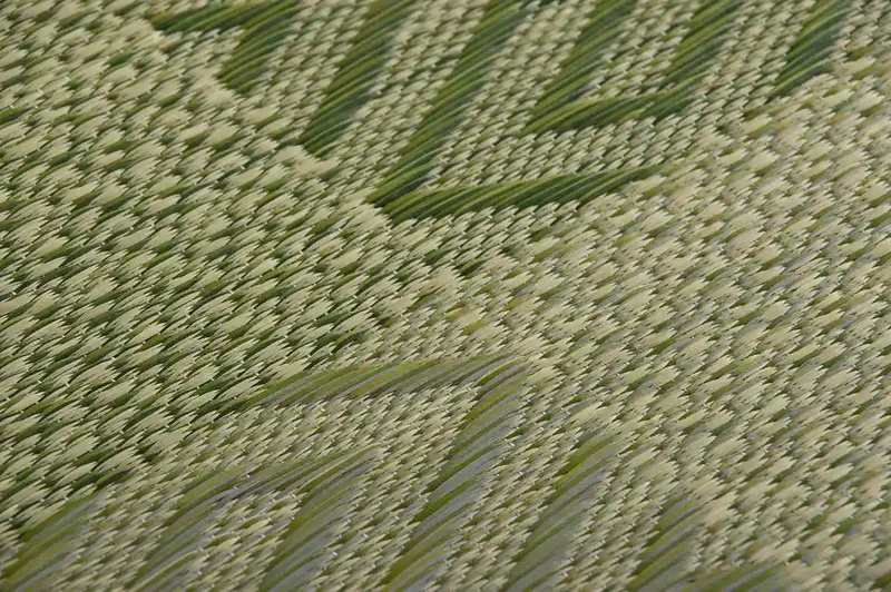Ikehiko Corporation Rush Zabuton 2-Piece Set Made In Japan Woven Chidori 5 Styles Green 55X55Cm #3127960