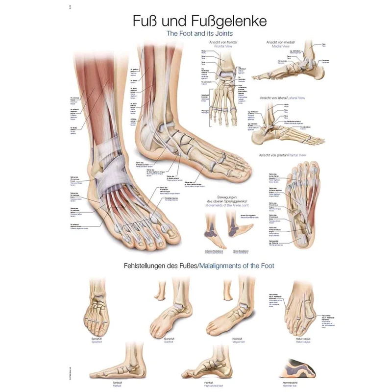 Erler Zimmer Fuß und Fußgelenke anatomisches Poster, Größenwahl