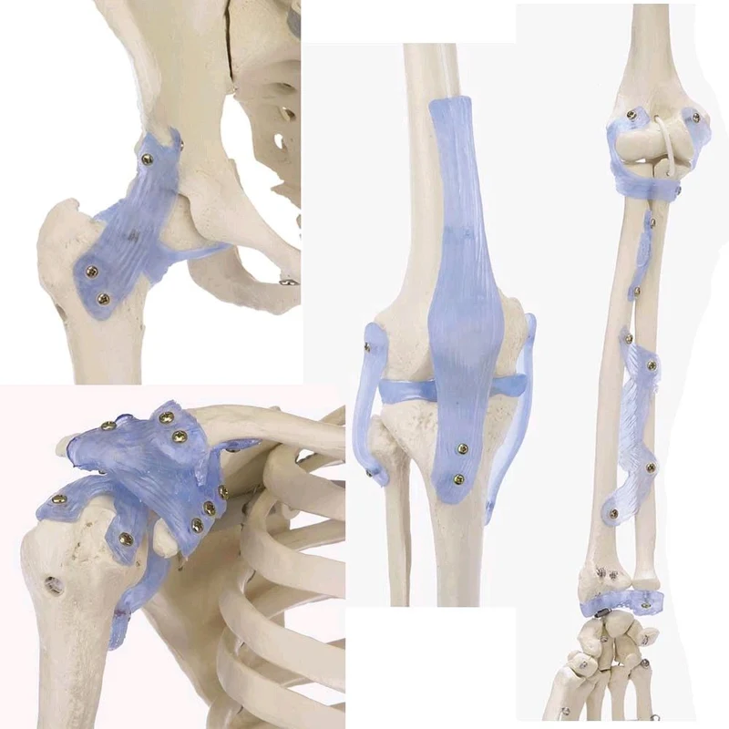 Erler Zimmer Ganzkörper Skelett anatomisch 1,76cm, alle Ausführungen
