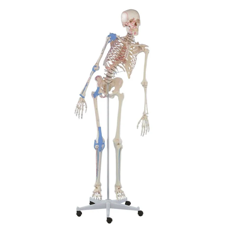 Erler Zimmer Ganzkörper Skelett anatomisch 1,76cm, alle Ausführungen