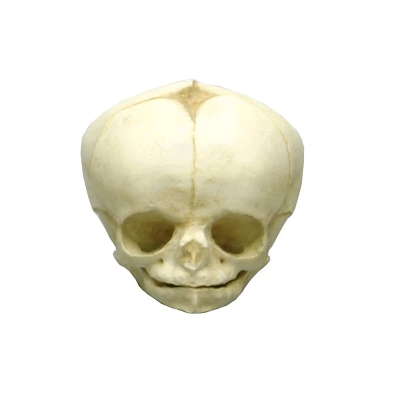 Erler Zimmer Fetusschädel Anatomie Modell, versch. Entwicklungs-Wochen