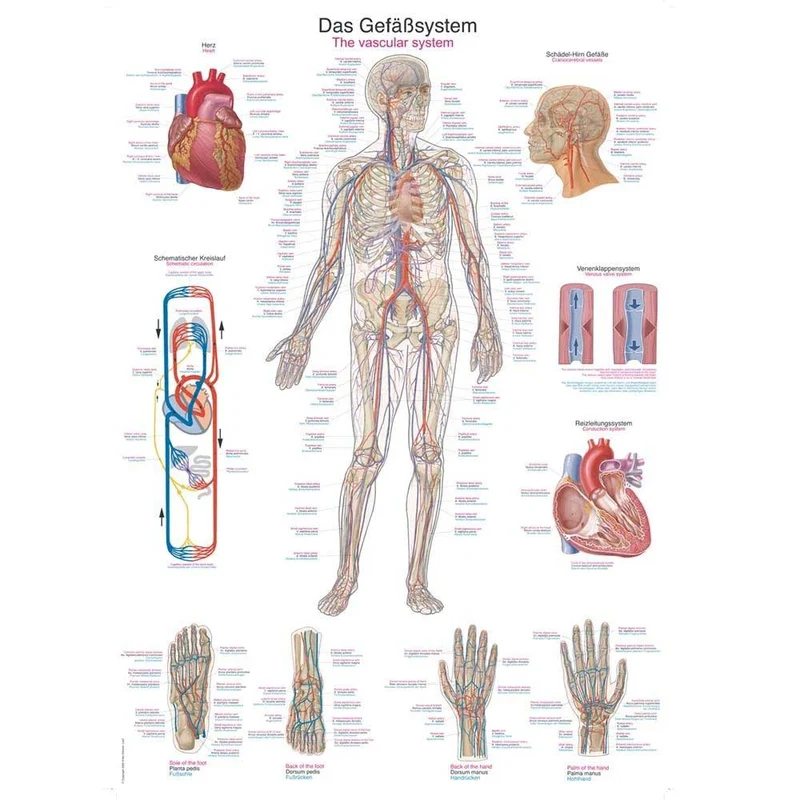 Erler Zimmer anatomische Lehrtafel „Das Gefäßsystem“, versch. Größen