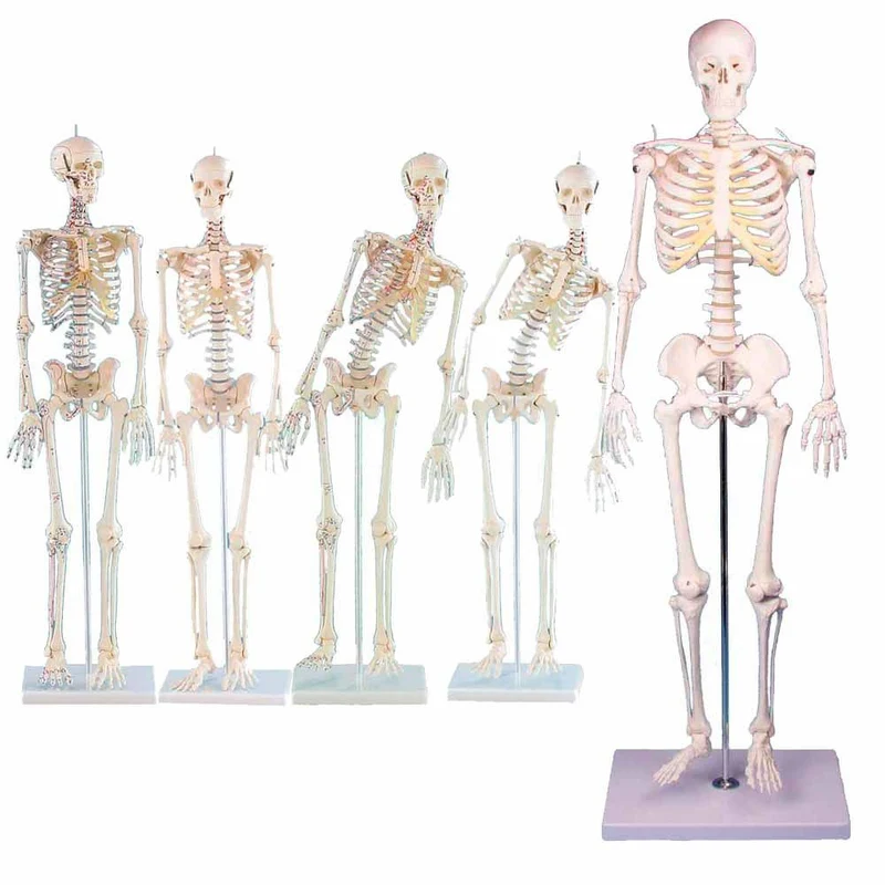 Erler Zimmer menschliches Miniaturskelett, diverse Ausführungen