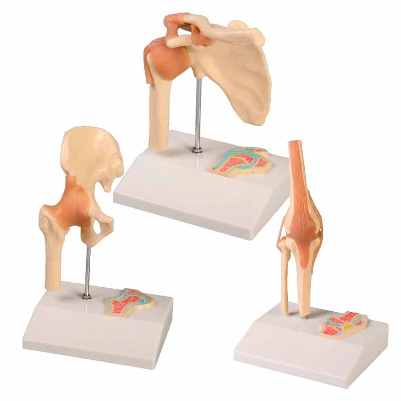Erler Zimmer Mini-Gelenkmodell mit Querschnitt, div. Varianten