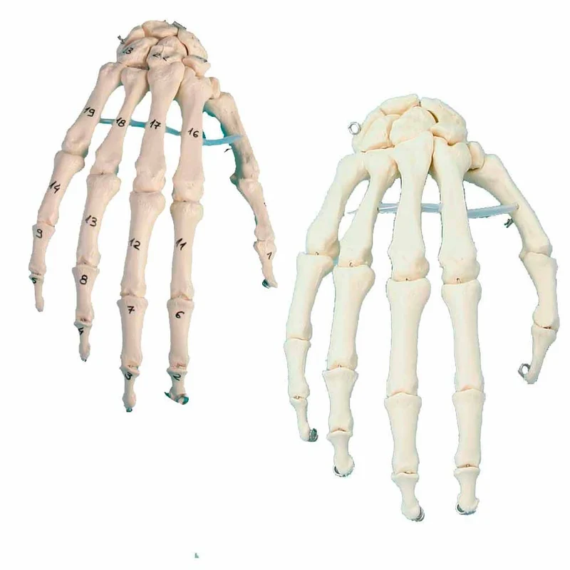 Erler Zimmer bewegliches Handskelett, diverse