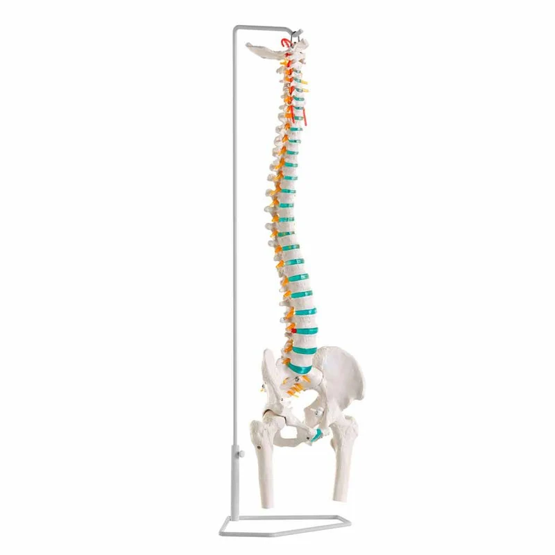 Erler Zimmer Wirbelsäule, flexibel, diverse Ausführungen