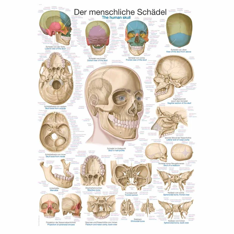 Erler Zimmer anatomische Lehrtafel - Der Schädel, 2 Größen