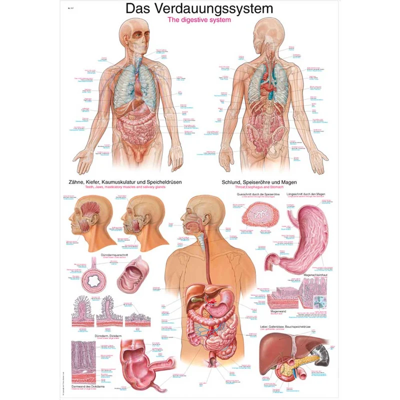 Erler Zimmer anatom. Lehrtafel - Das Verdauungssystem, 2 Größen