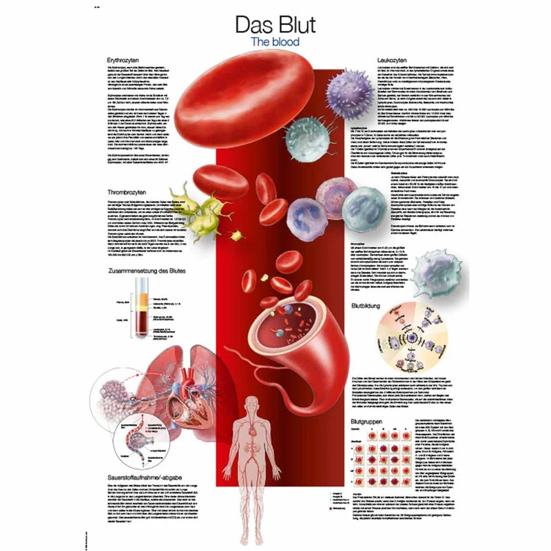 Erler Zimmer anatomische Lehrtafel - Das Blut, 2 Größen