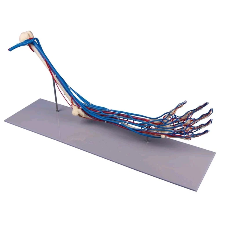anatomisches Armskelett mit Gefäßen von Erler Zimmer, mit Stativ