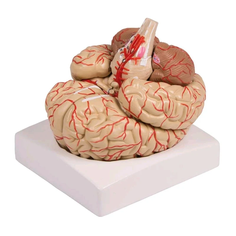Gehirn-Modell mit Arterien von Erler Zimmer, 9-teilig, lebensgroß