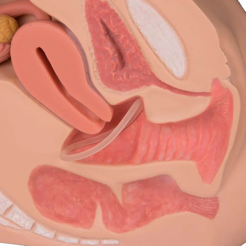Erler Zimmer Modell - weibliches Genitalorgan, medianer Schnitt