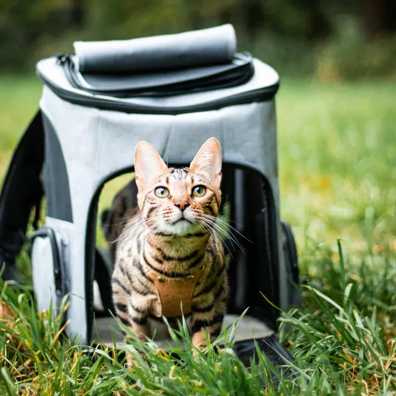 Katzenrucksack – Sichtfenster, Belüftung & Gepolsterte Gurte