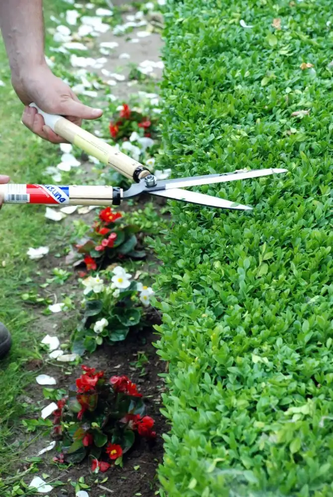 Okatsune 217 Hedge Shears 60cm Short Handle 7744Ai Efficient Trimming Tool