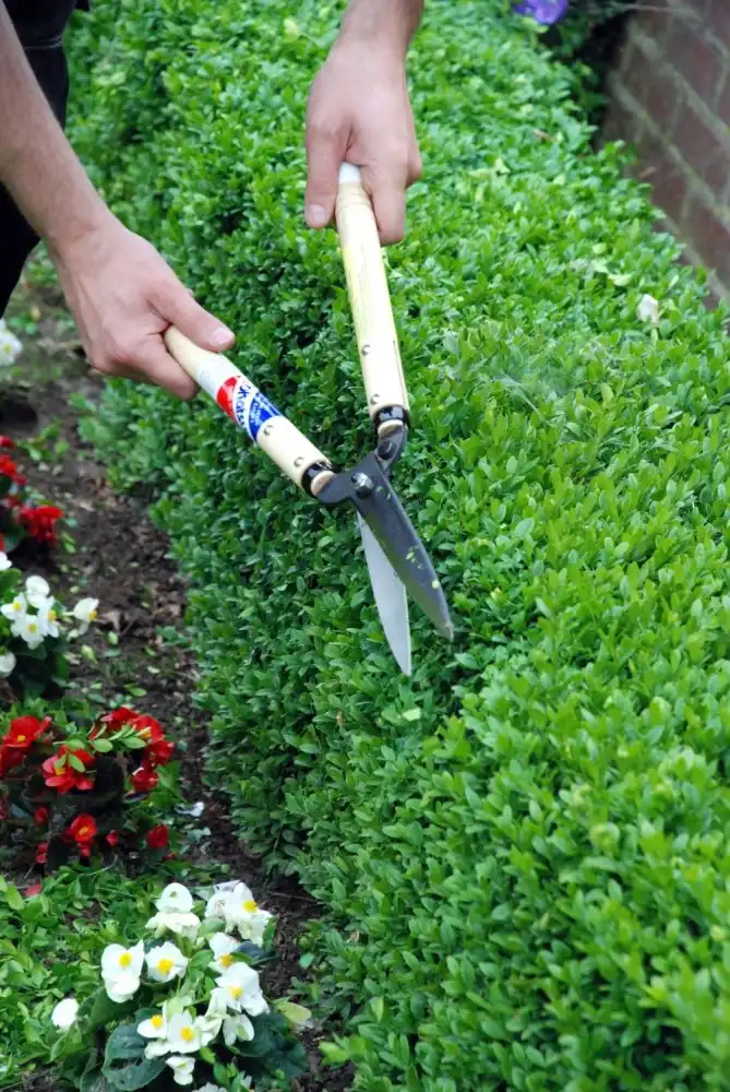 Okatsune 217 Hedge Shears 60cm Short Handle 7744Ai Efficient Trimming Tool