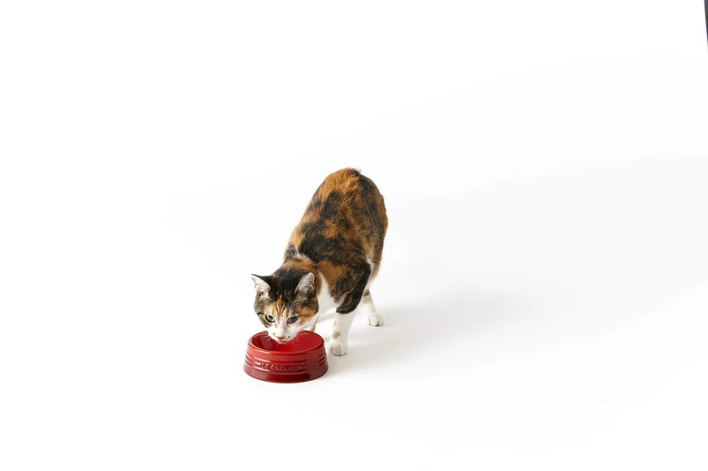 Le Creuset Pet Bowl M Cherry Red Stain Resistant Microwave Safe Japan